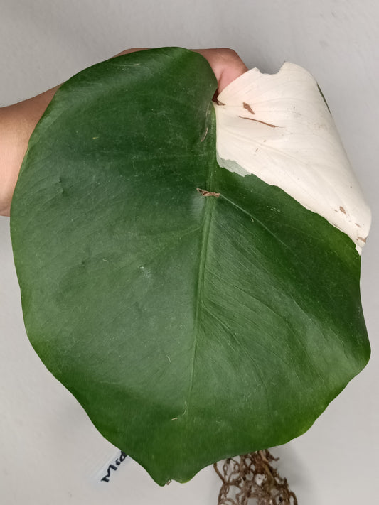 Monstera Albo Rooted Cutting -MID CUT #29