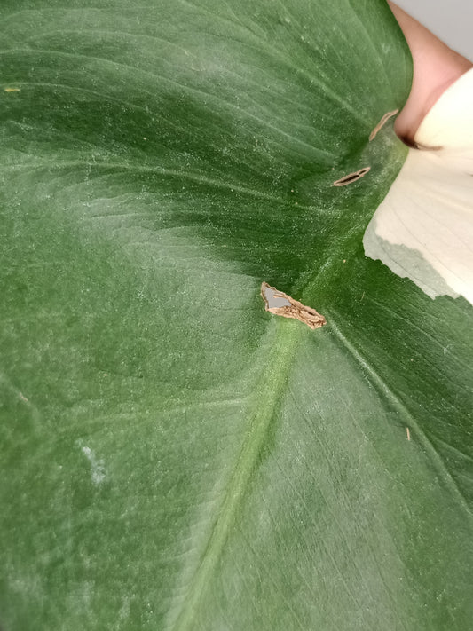 Monstera Albo Rooted Cutting -MID CUT #29