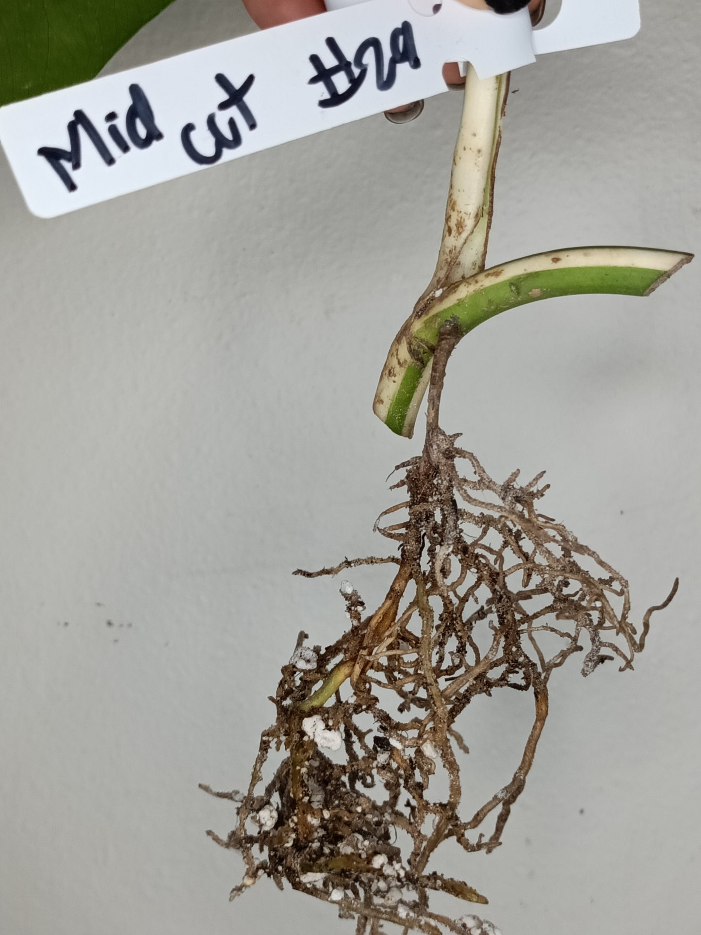 Monstera Albo Rooted Cutting -MID CUT #29