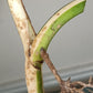 Monstera Albo Rooted Cutting -MID CUT #29