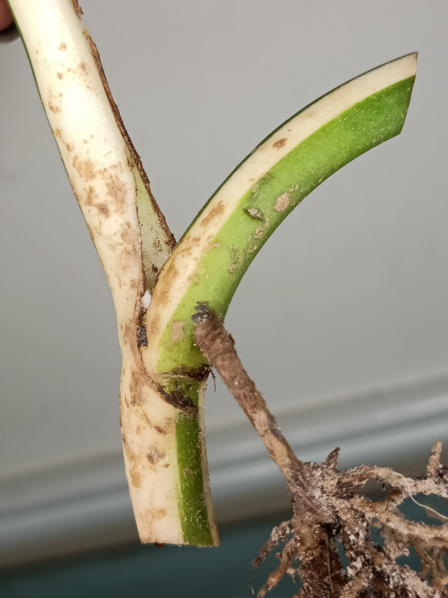 Monstera Albo Rooted Cutting -MID CUT #29