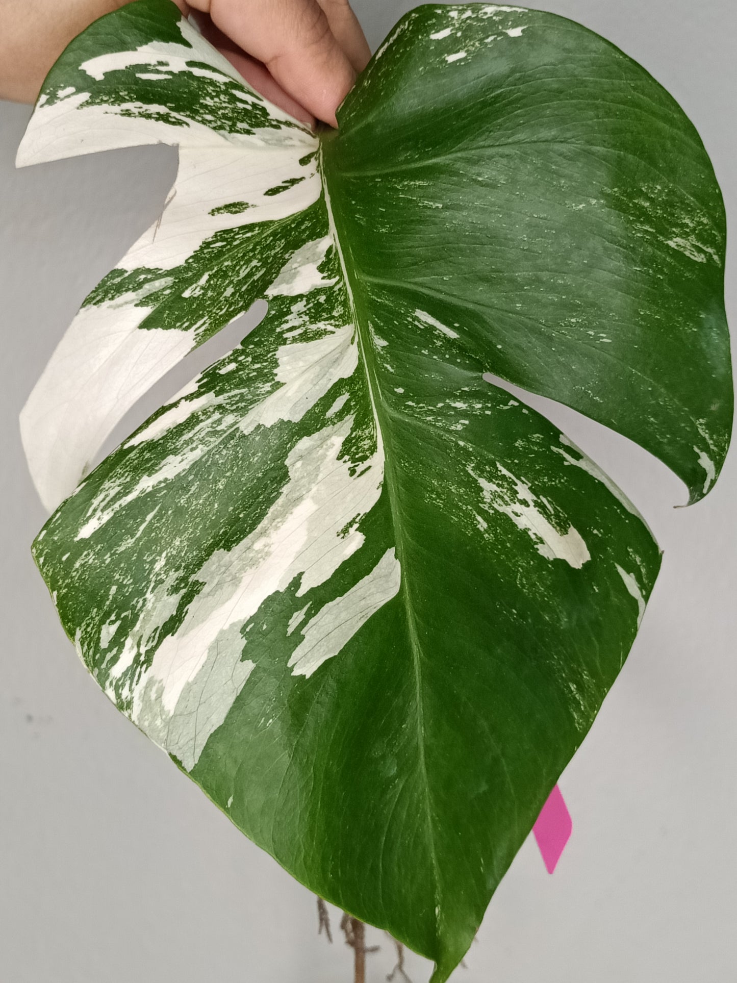 Monstera Albo Rooted Cutting -MID CUT #3