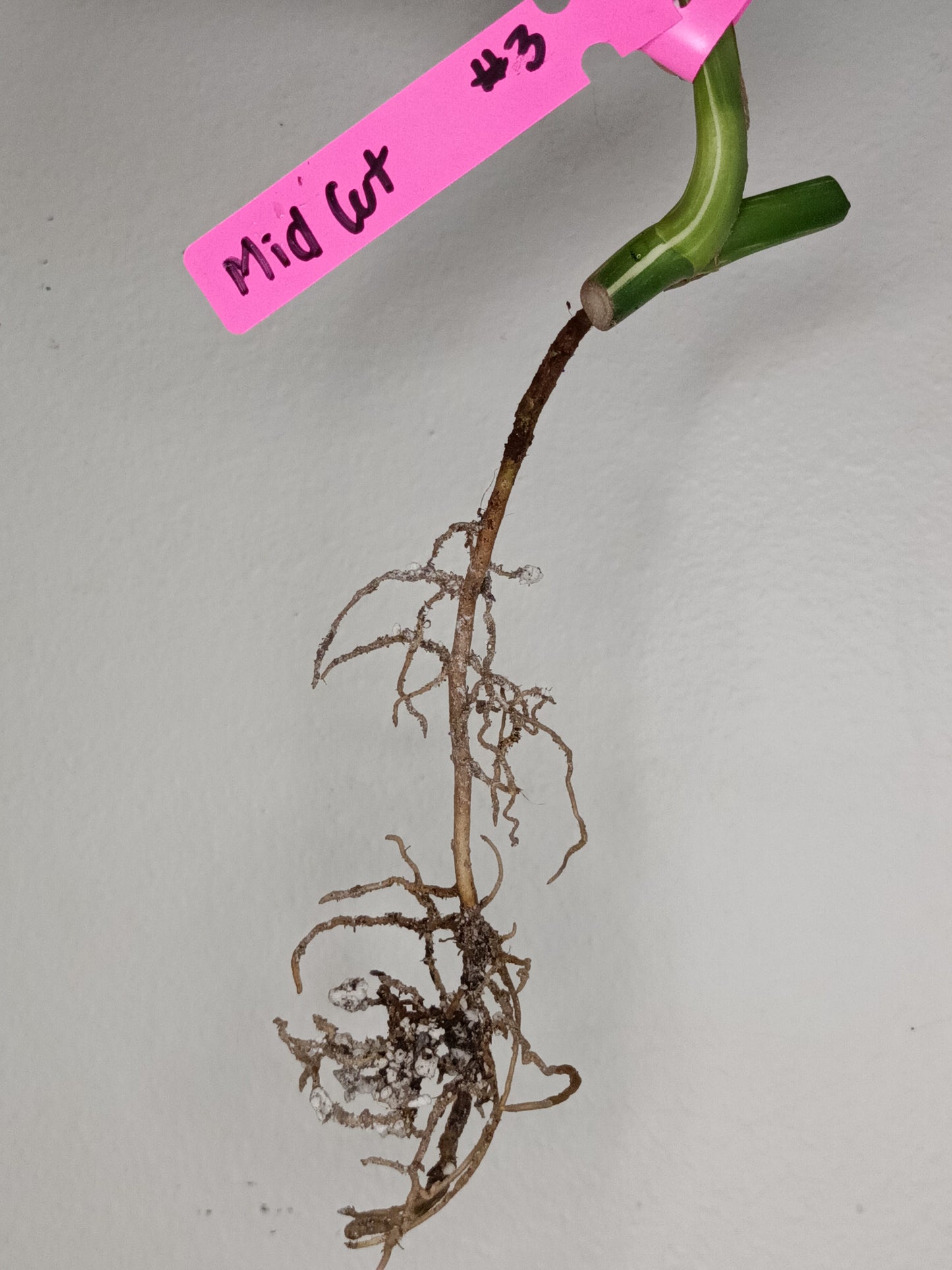 Monstera Albo Rooted Cutting -MID CUT #3