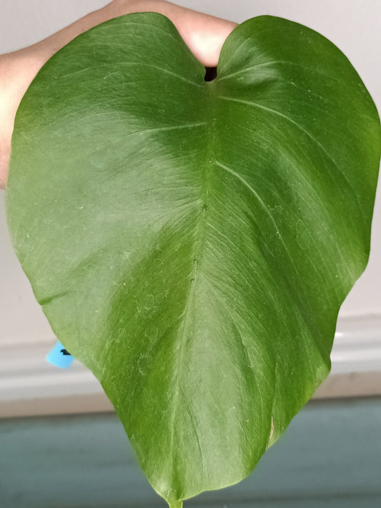 Monstera Albo Unrooted Cutting -MID CUT #27