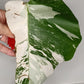 Monstera Albo Rooted Cutting -MID CUT #