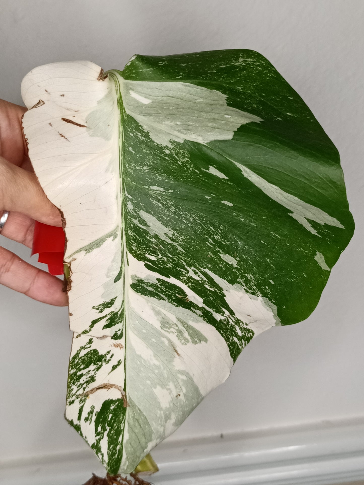 Monstera Albo Rooted Cutting -MID CUT #