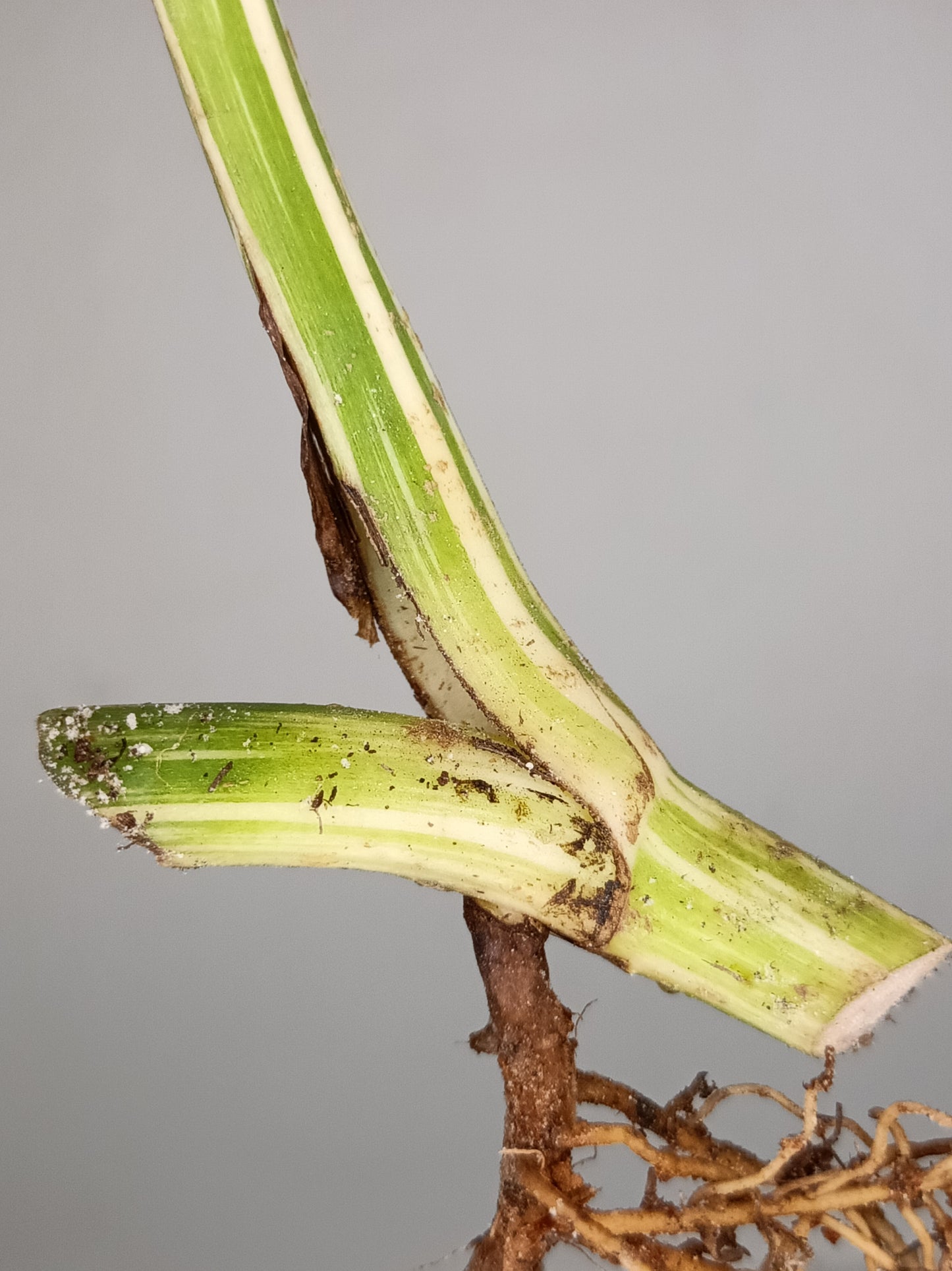 Monstera Albo Rooted Cutting -MID CUT #