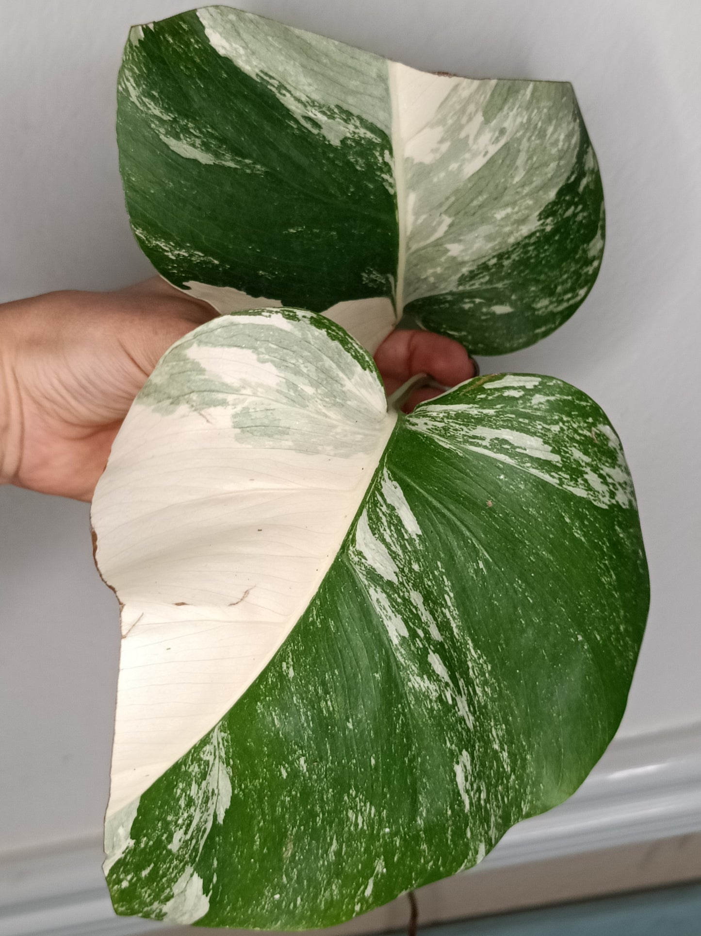 Monstera Albo Rooted Cutting -MID CUT #14