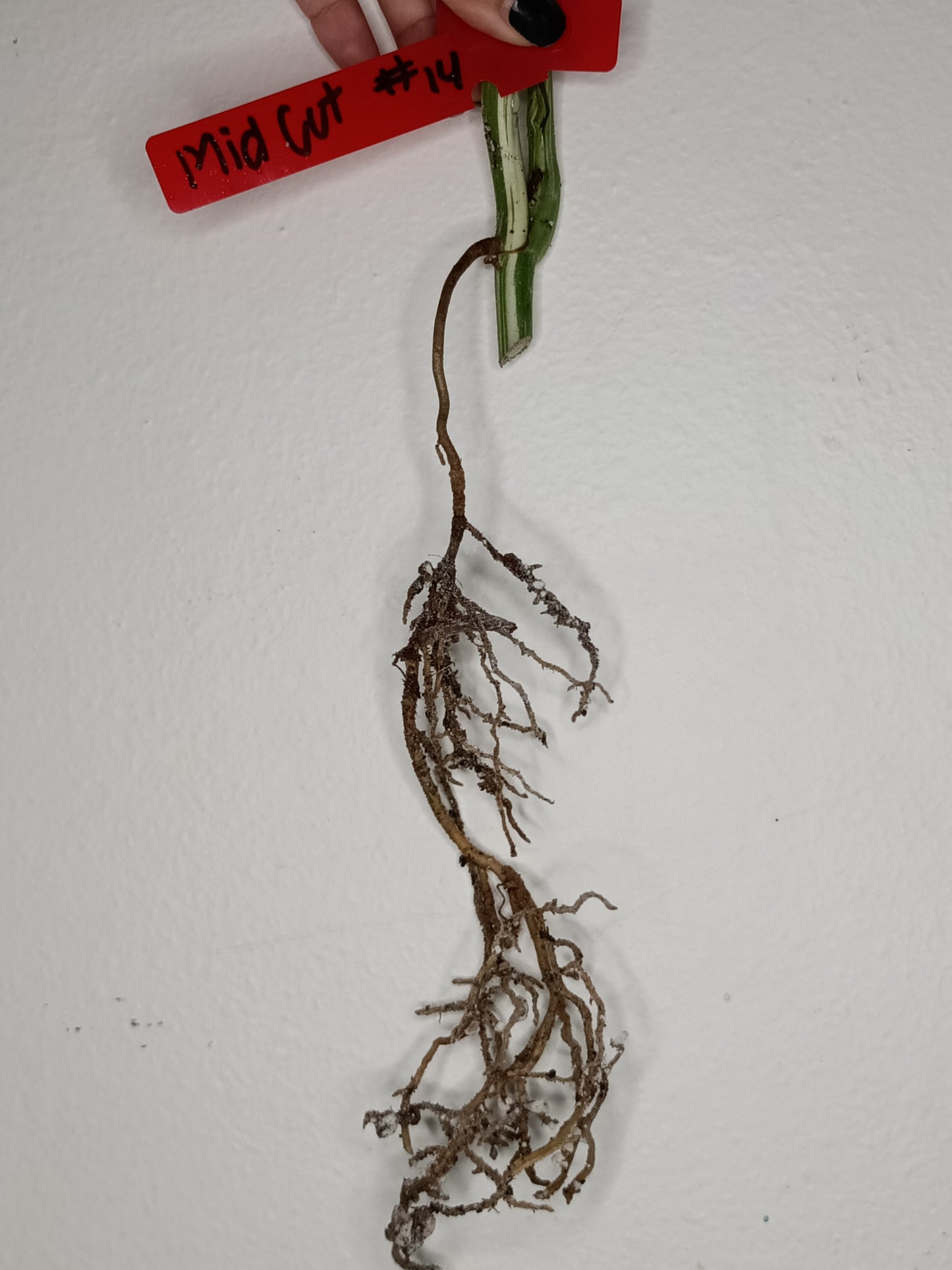 Monstera Albo Rooted Cutting -MID CUT #14