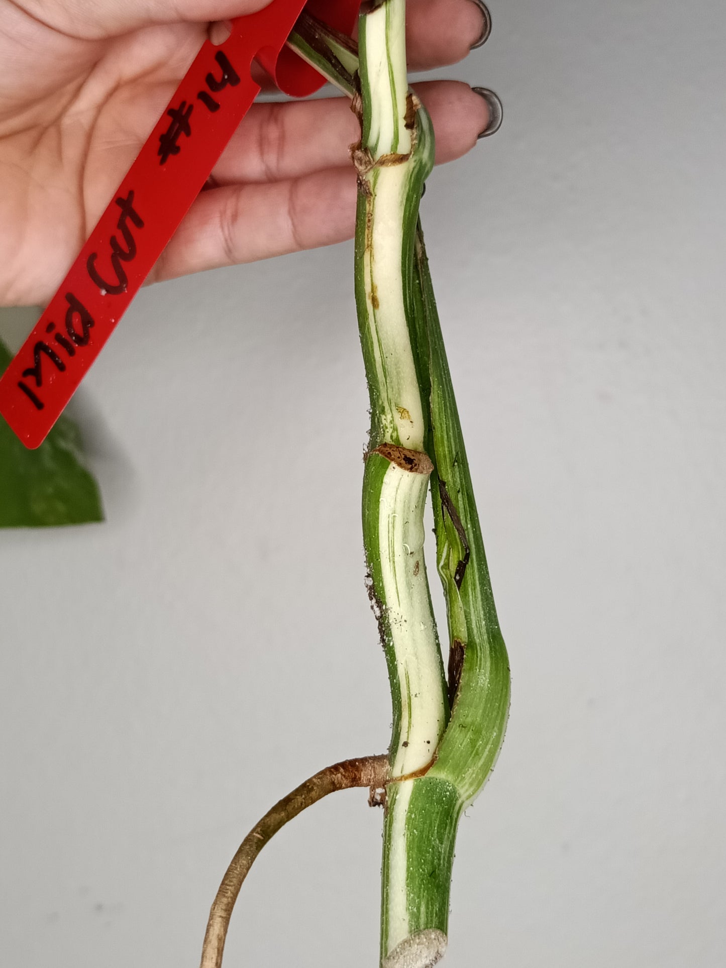 Monstera Albo Rooted Cutting -MID CUT #14