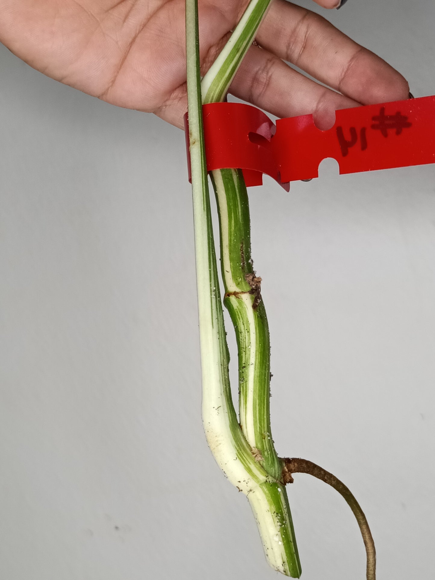 Monstera Albo Rooted Cutting -MID CUT #14