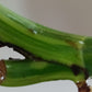 Monstera Aurea Unrooted MID CUT*