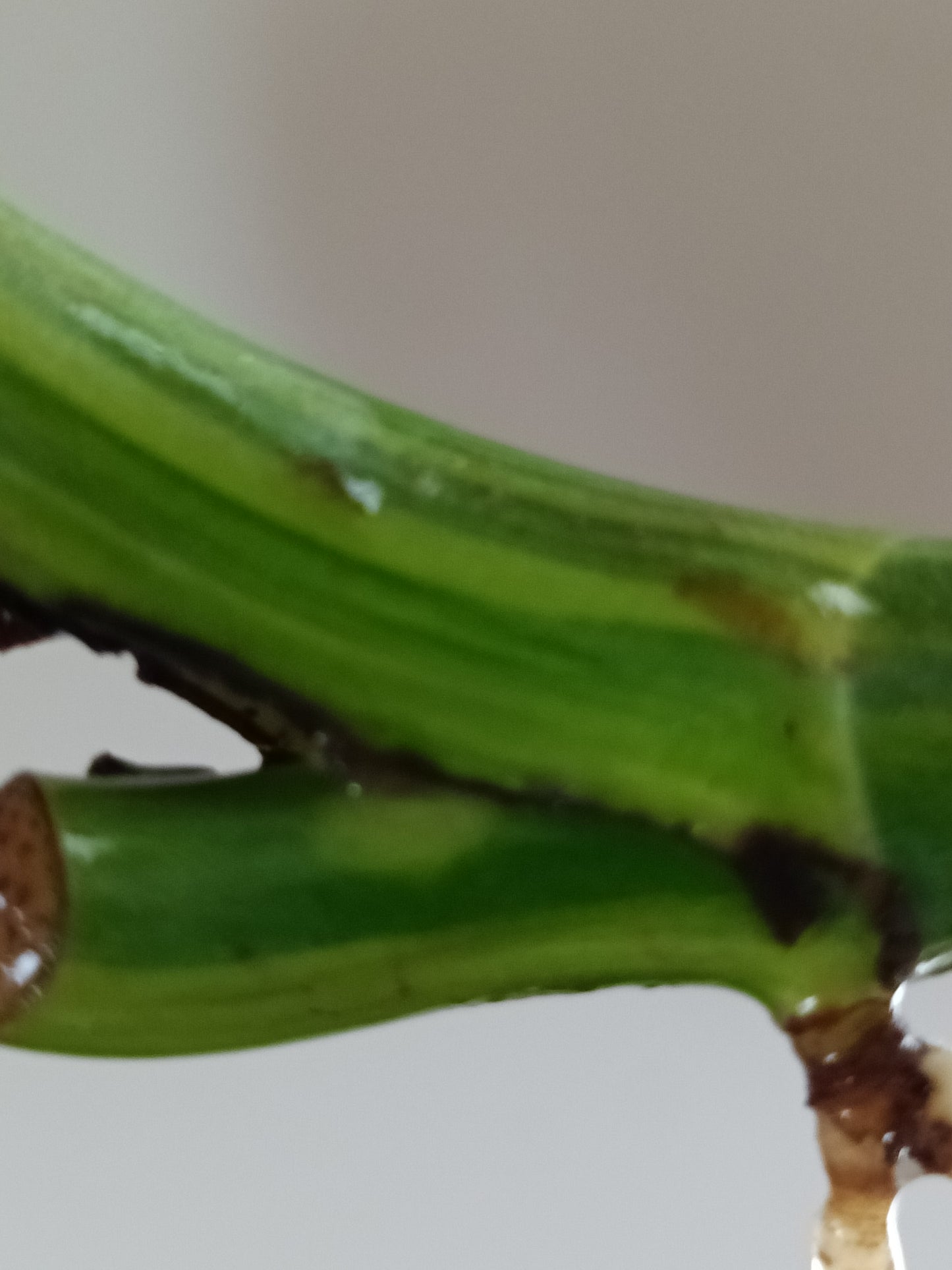 Monstera Aurea Unrooted MID CUT*