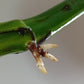 Monstera Aurea Unrooted MID CUT*