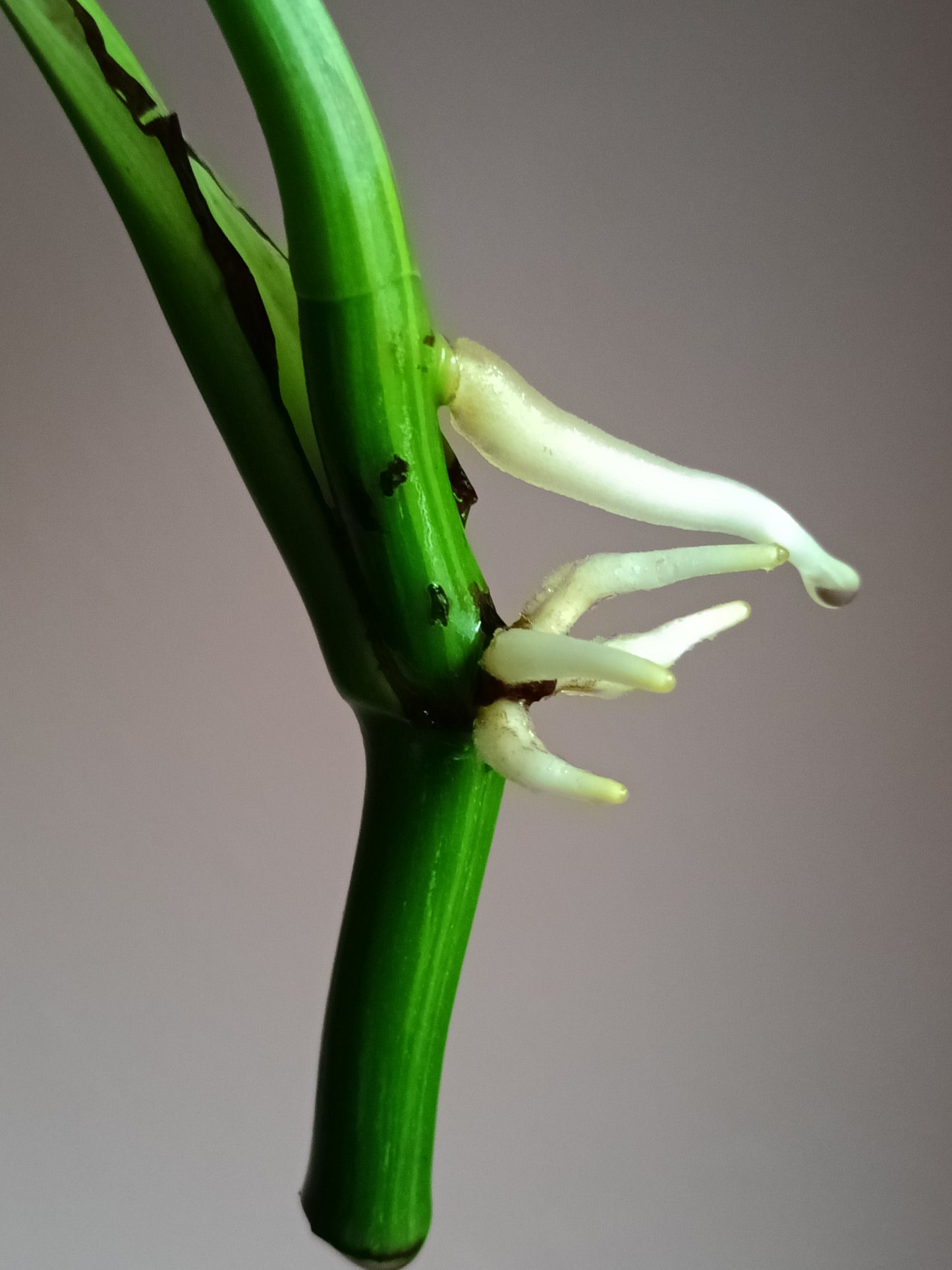 Monstera Aurea Unrooted TOP CUT*