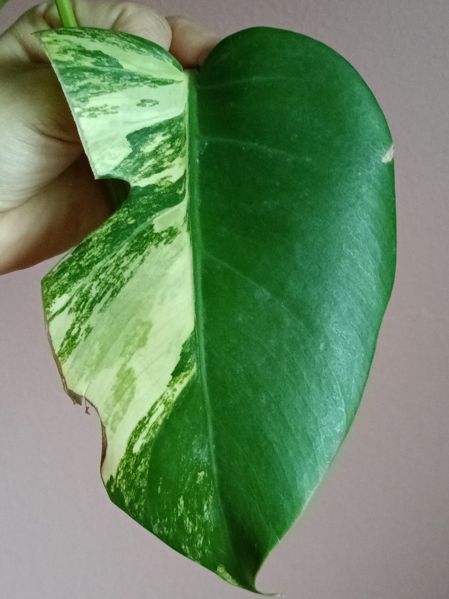 Monstera Aurea Unrooted TOP CUT*