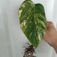 Monstera Aurea Mid Cut AU41