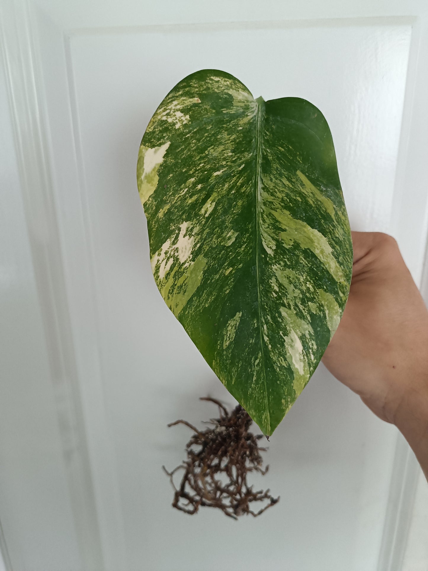 Monstera Aurea Mid Cut AU41