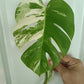 Monstera Albo Top Cut