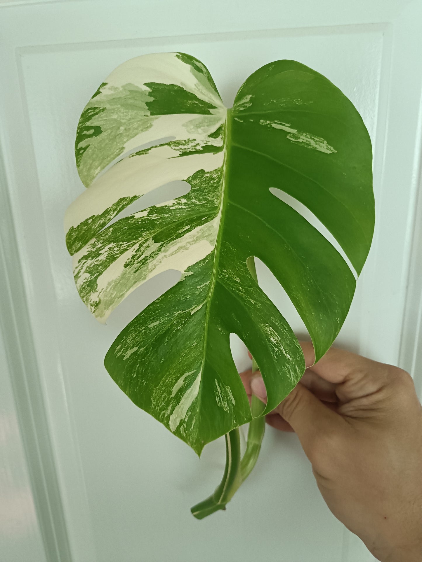 Monstera Albo Top Cut