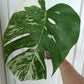 Monstera Albo Bottom Cut