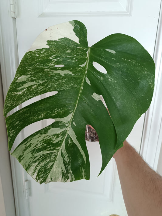 Monstera Albo Bottom Cut