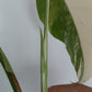 Monstera Albo Unrooted Cutting -TOP CUT #6 RESERVED FOR Amaya Inigo