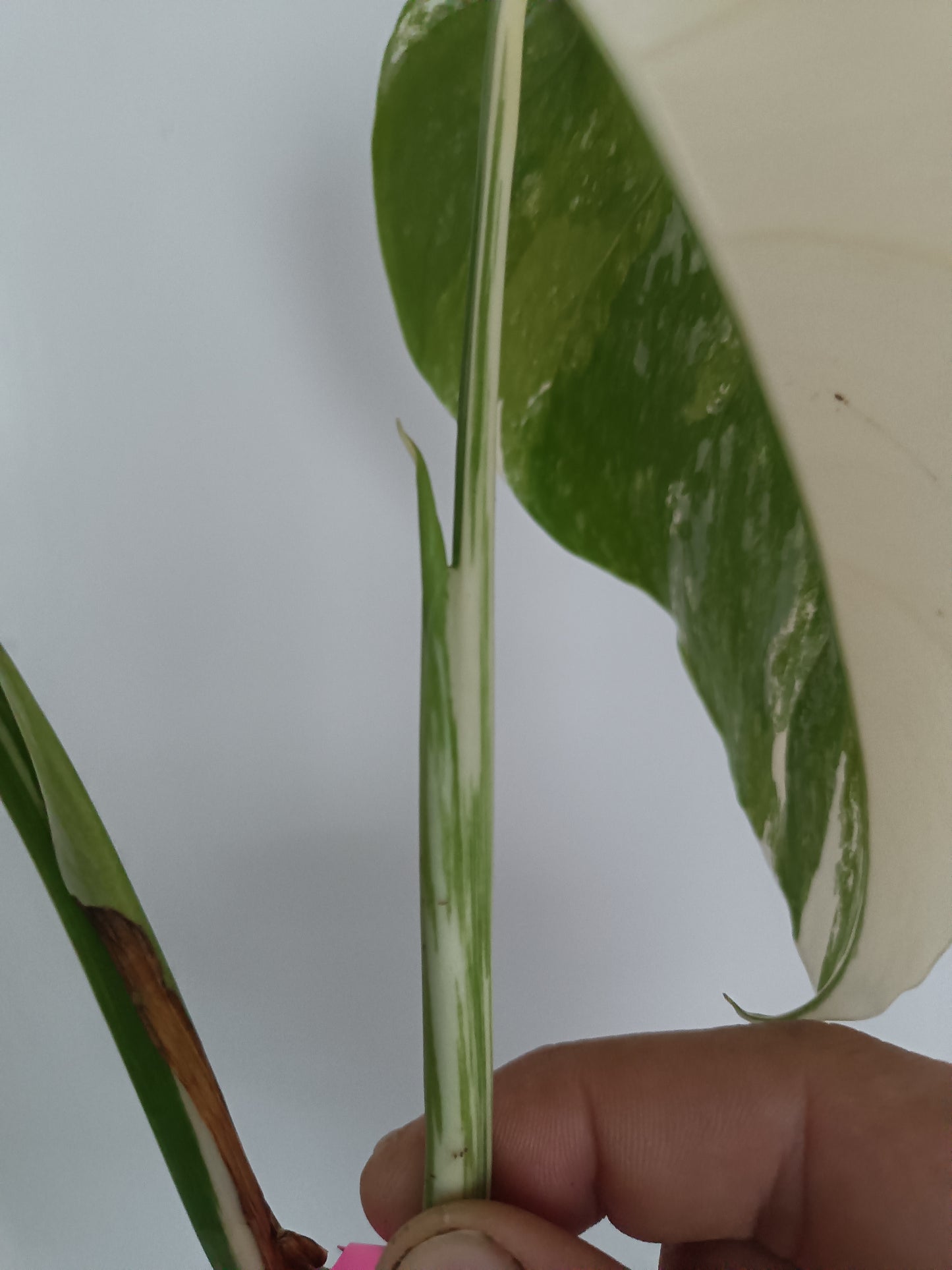 Monstera Albo Unrooted Cutting -TOP CUT #6 RESERVED FOR Amaya Inigo