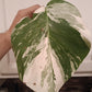 Monstera Albo rooted bottom cut #24 Auction winner Wendi Brister Waltz