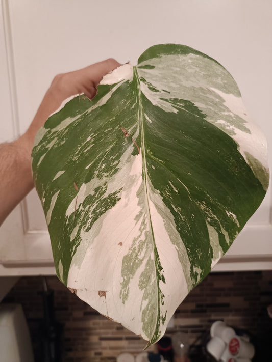 Monstera Albo rooted bottom cut #24 Auction winner Wendi Brister Waltz