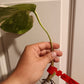 Monstera Albo rooted bottom cut #24 Auction winner Wendi Brister Waltz