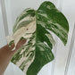 Monstera Albo unrooted Mid Cut Reserved for Kim Norris