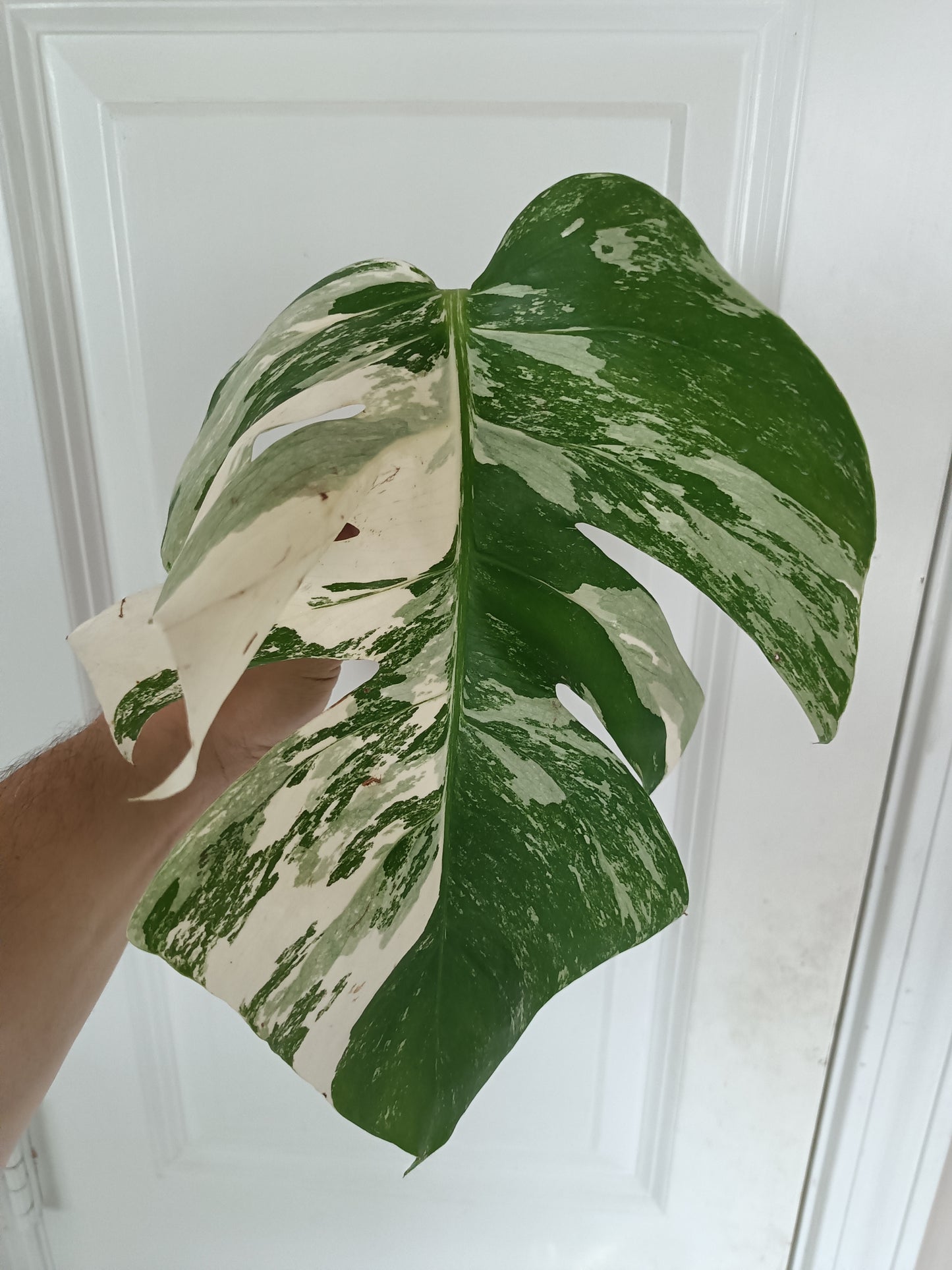 Monstera Albo unrooted Mid Cut Reserved for Kim Norris