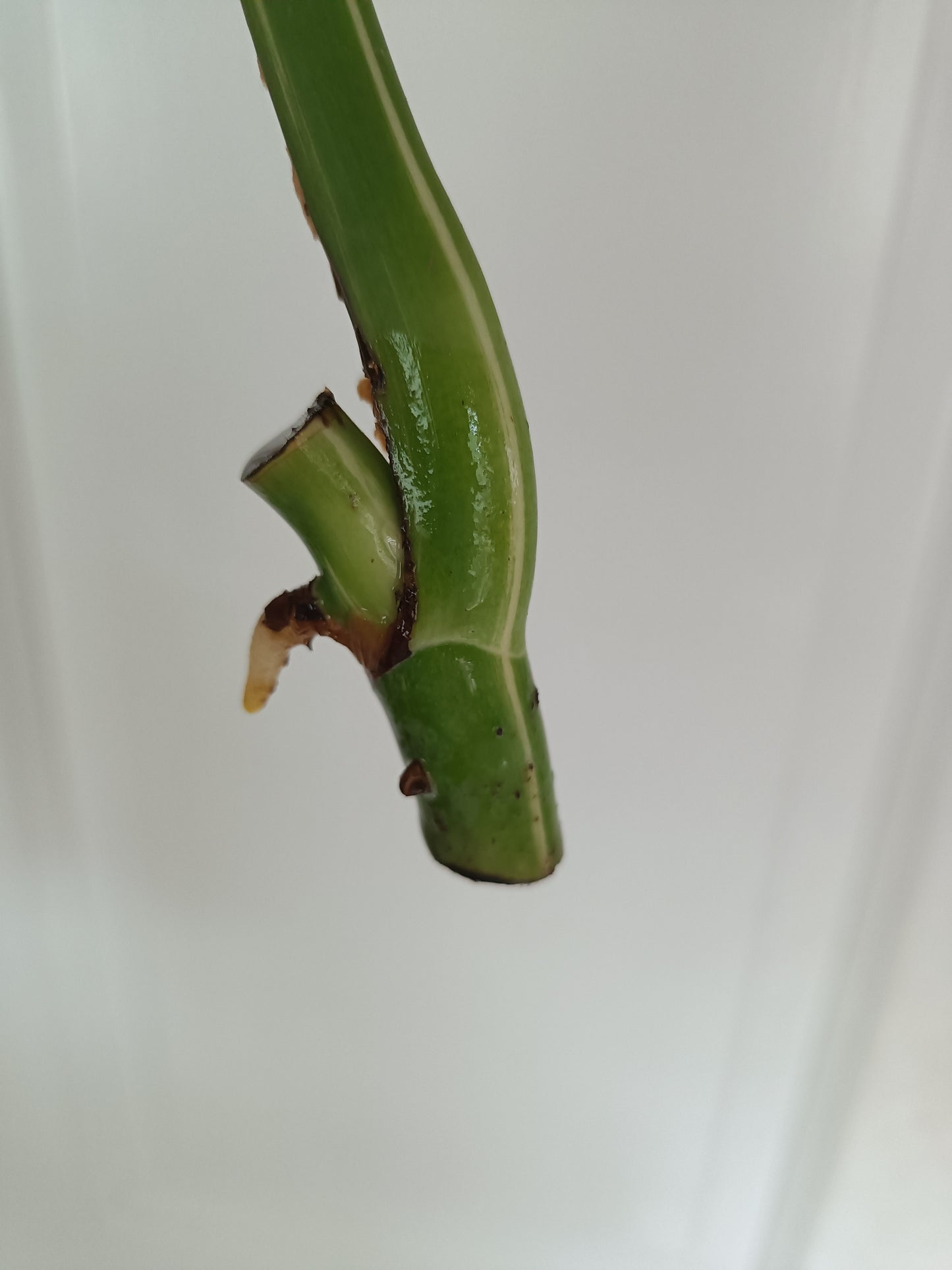 Monstera Albo unrooted Mid Cut Reserved for Kim Norris