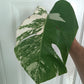 Monstera Albo Mid Cut