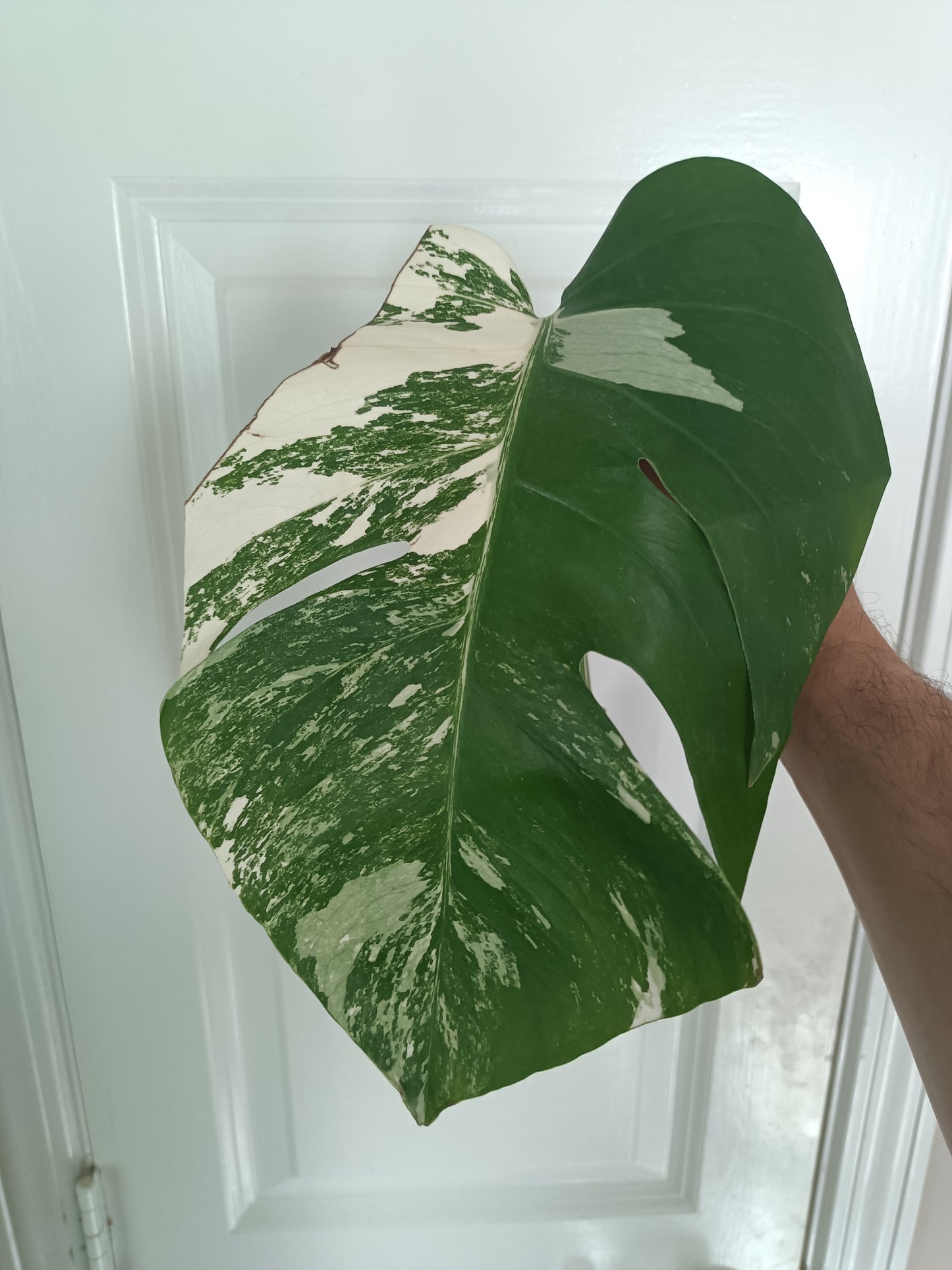 Monstera Albo Mid Cut