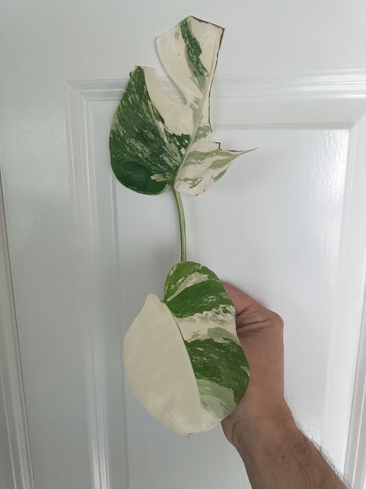 Monstera Albo unrooted Top Cut