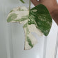 Monstera Albo unrooted Top Cut