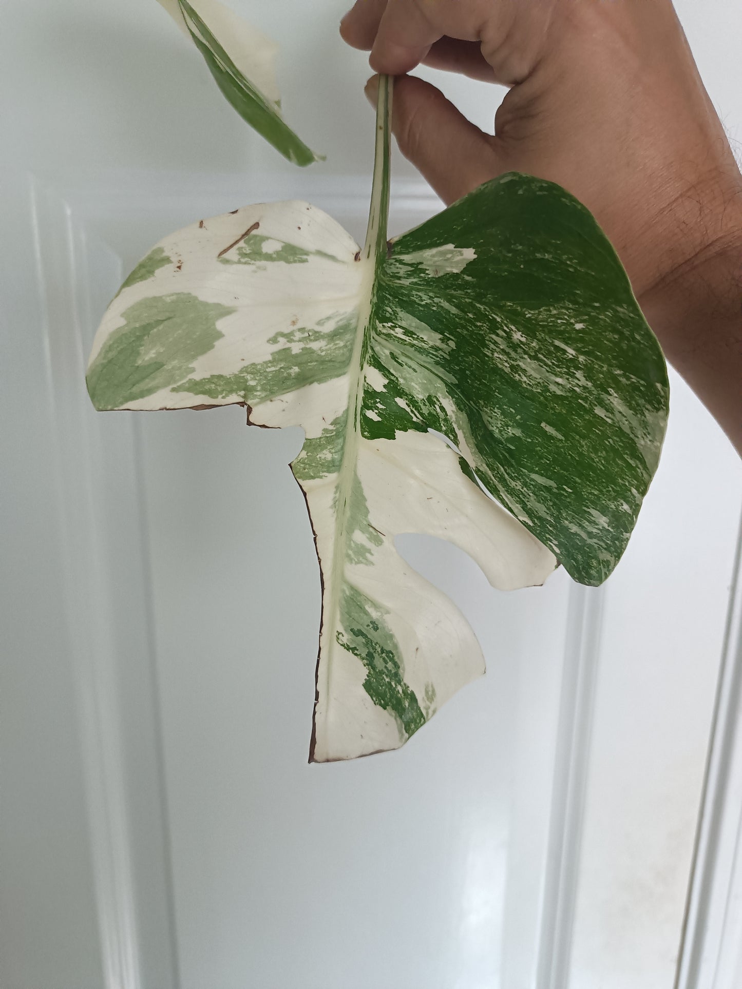 Monstera Albo unrooted Top Cut