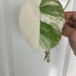 Monstera Albo unrooted Top Cut