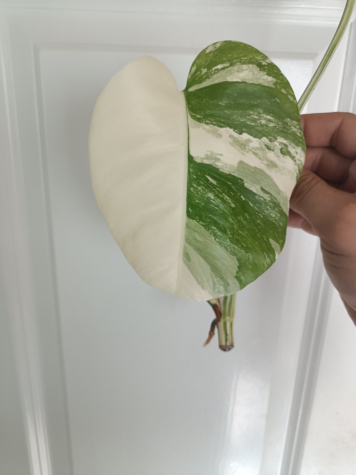 Monstera Albo unrooted Top Cut