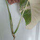 Monstera Albo unrooted Top Cut