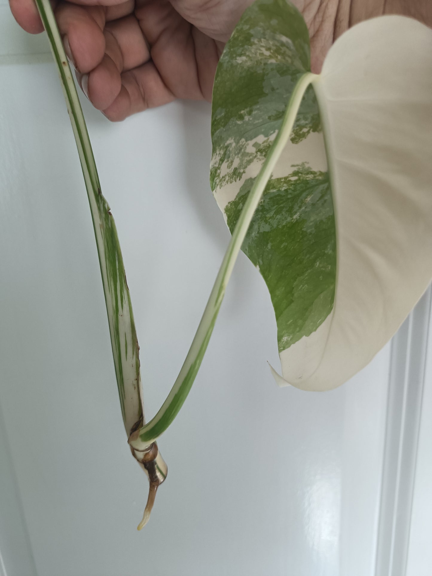 Monstera Albo unrooted Top Cut