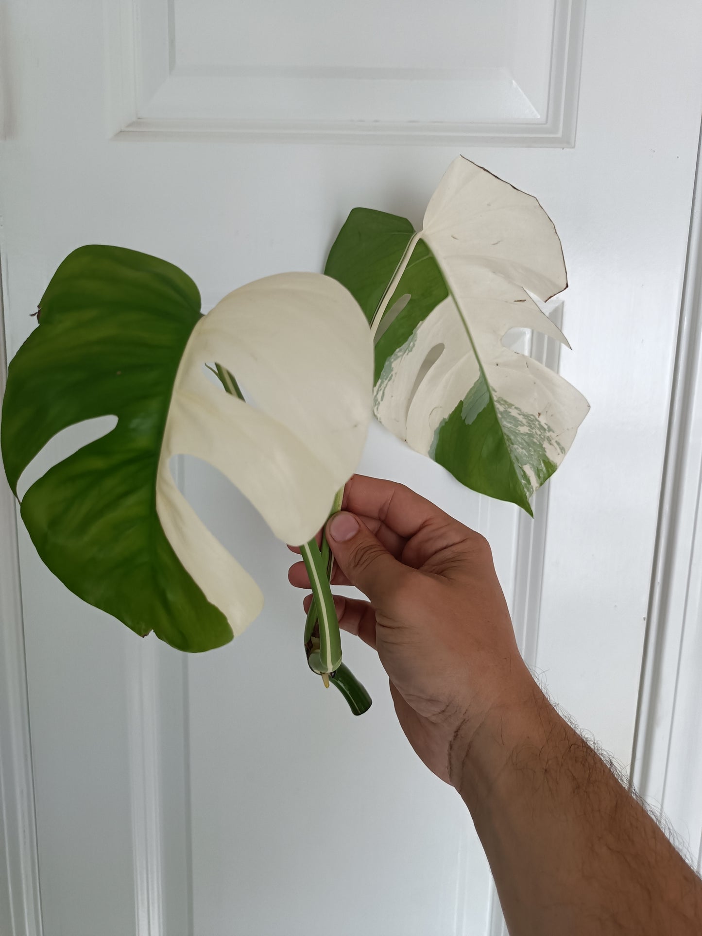 Monstera Albo Top Cut