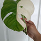 Monstera Albo Top Cut