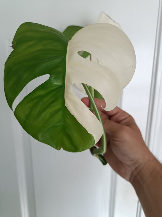 Monstera Albo Top Cut