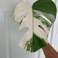 Monstera Albo Top Cut