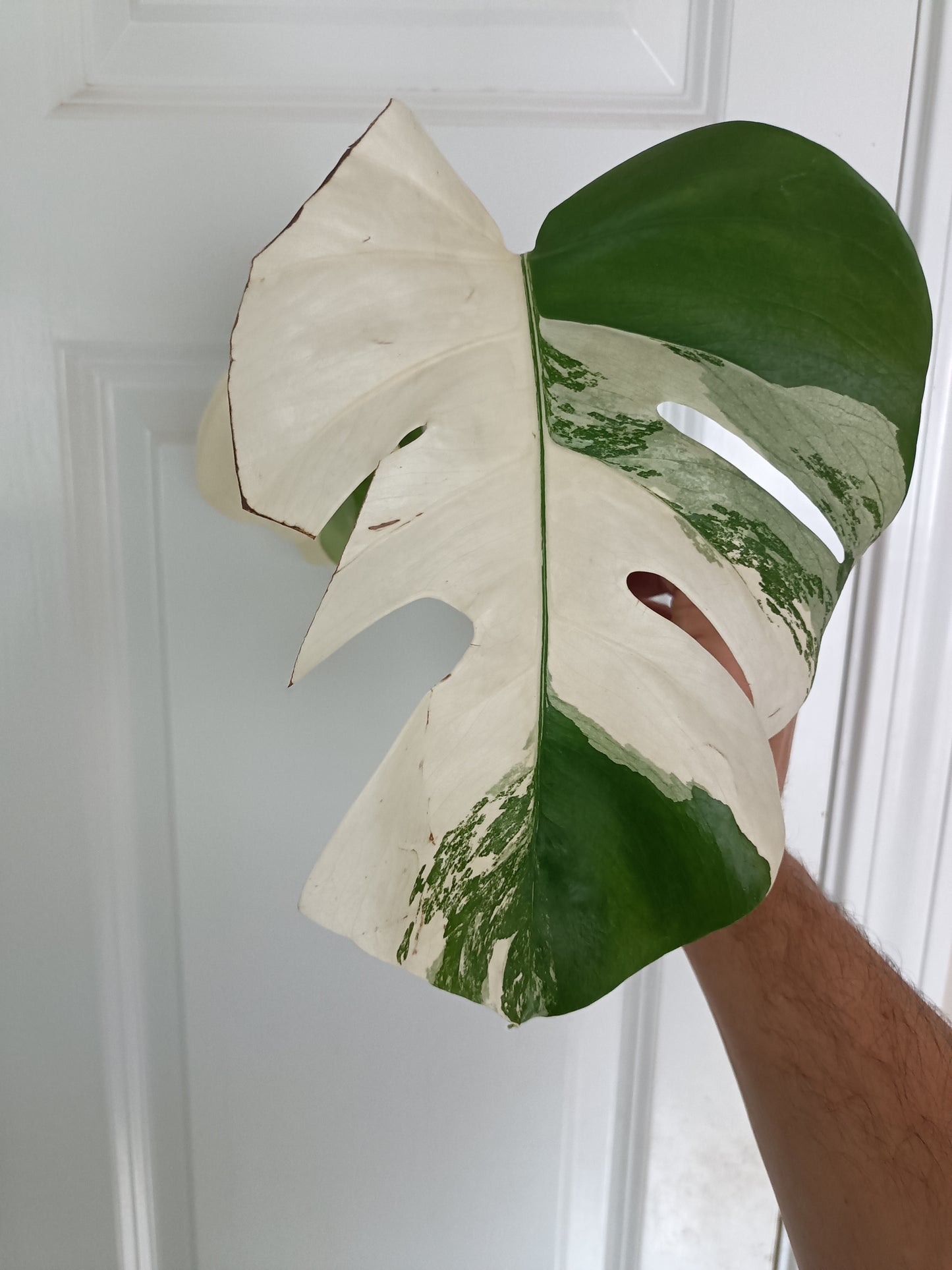 Monstera Albo Top Cut