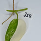 Jade Satin Variegated Unrooted Cutting #JS9 Alex Bauer