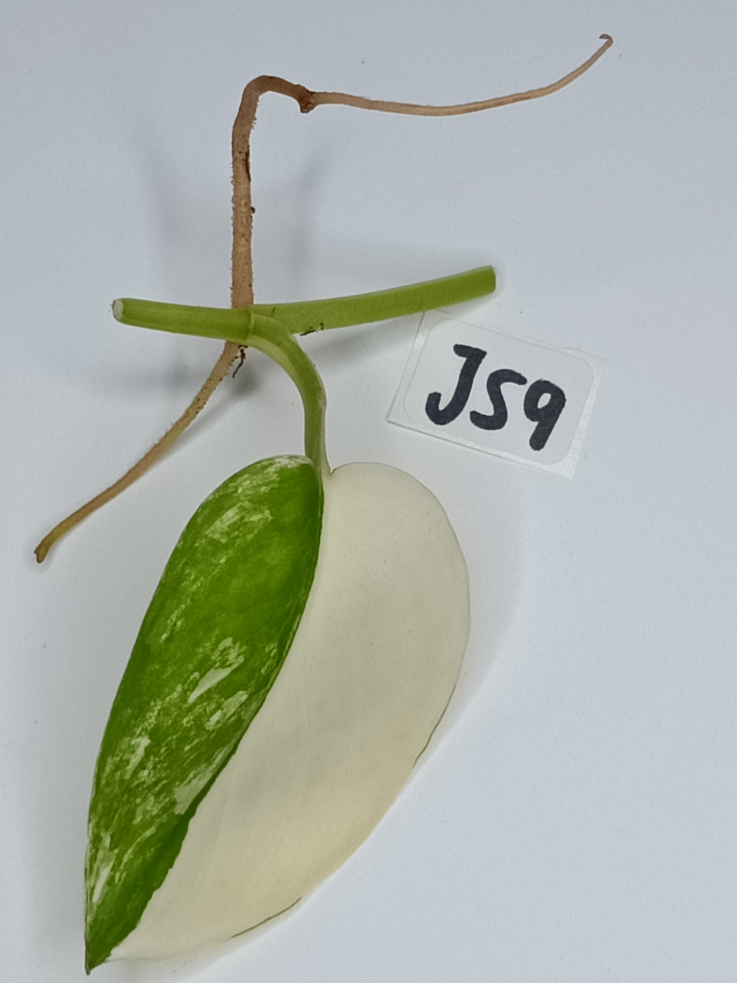 Jade Satin Variegated Unrooted Cutting #JS9 Alex Bauer